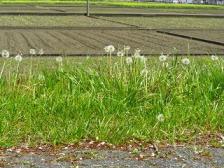 たんぽぽの綿毛