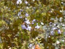 マツバウンラン