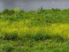 川の中州に菜の花