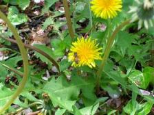 働きもんのミツバチ