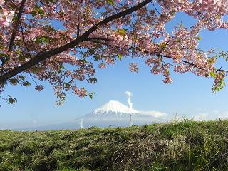 富士山と桜２０１１年３月９日８：４３