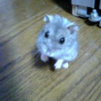 あ、お母しゃん。