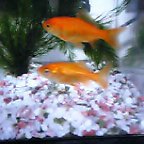 金魚のアルとロイです