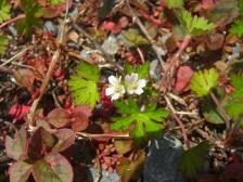 家のアメリカフウロ