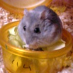 あ、今なにやってたっけ？