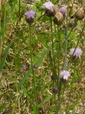 キツネアザミかな？