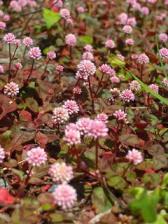 抜いても増えるぞ、ヒメツルソバ