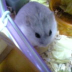 リボンちゃんの食べ姿