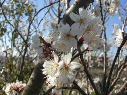 桜？のアップ