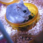 ブロッコリー三昧