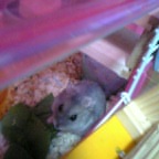 ハムちゃん食事中