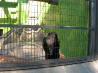 こちらはチンパンジー