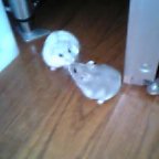 ホントは仲良し？