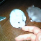 メシよこせー！