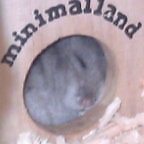 ハムちゃんの寝姿