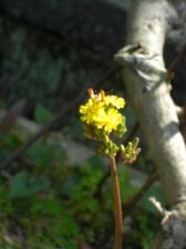 オニタビラコ・庭