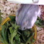 ハムちゃんドポン。