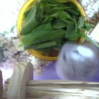 リボンちゃん、飛び込み前