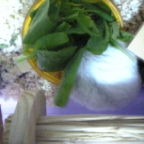 リボンちゃん、ザブン。