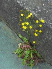 オニタビラコ・路地