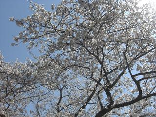 お父しゃん撮影の桜