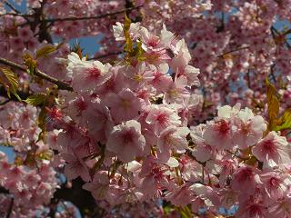 寒桜２０１１年３月６日