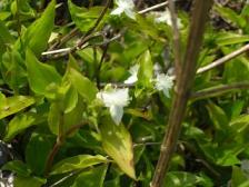 トキワツユクサ