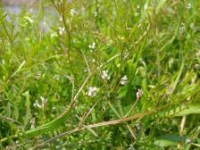 スズメノエンドウ