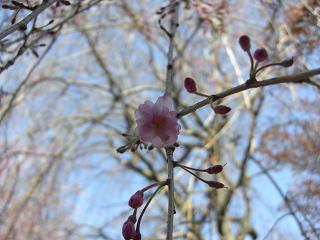 八重紅枝垂れ桜