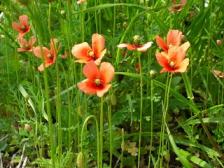 ナガミヒナゲシ