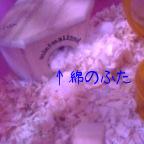 蓋をするハムちゃん