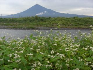 富士山とソバ？