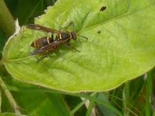 コアシナガバチらしい