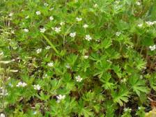 アメリカフウロの群生