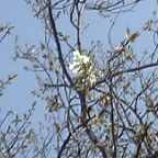 桜・２(07.03.22）