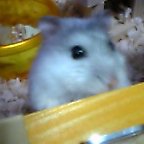 リボンちゃんのドアップ！