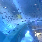 八景島の水族館・１