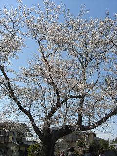 花が小さめだったけど桜