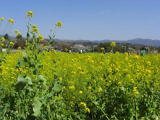 菜の花畑
