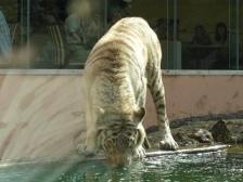 ホワイトタイガーの水飲み