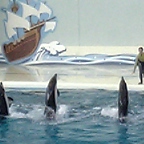 ショー・イルカ