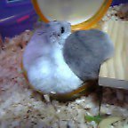 もぉ、ハムちゃんたら～；；；