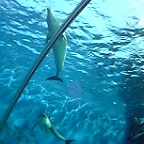 イルカが上を泳いでる～～オオーw(*゜o゜*)w