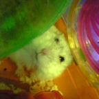 リボンちゃん起きました。