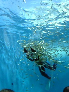 ダイバーが大変なことに(笑)