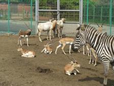 偶蹄目の動物いろいろ