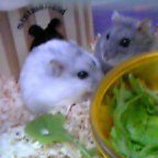 葉っぱ美味しいよ♪