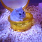 潰しコーン食べてます