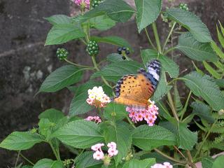 別角度のチョウチョさん