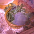 ハムちゃん食べ姿・２